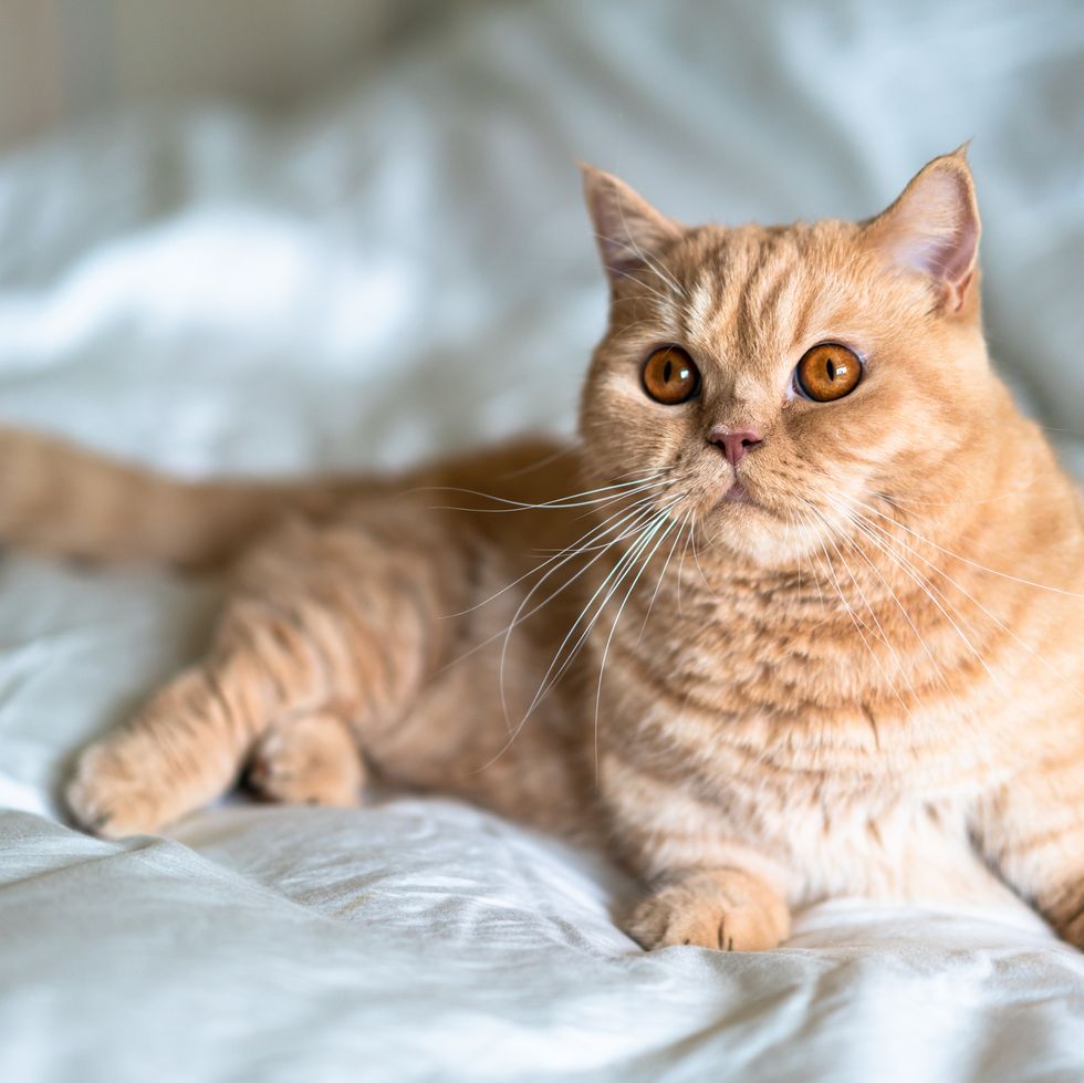 orange cat breeds munchkin cat