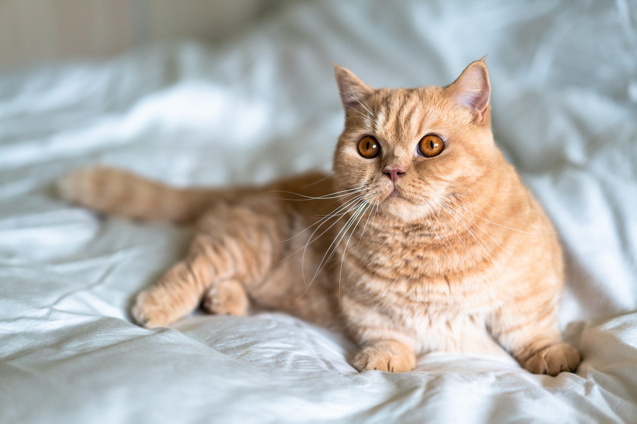 razas gatos naranjas