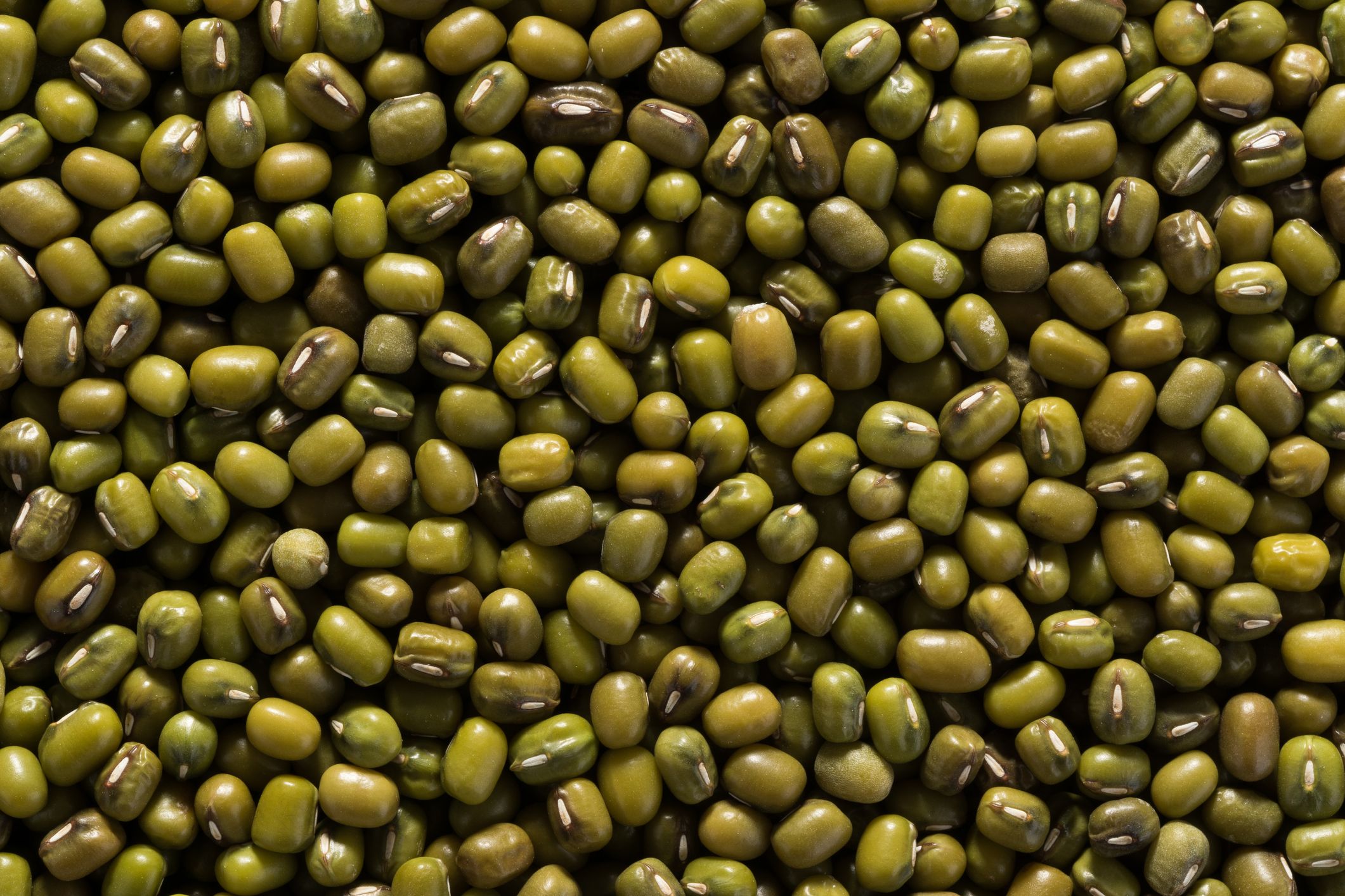 50 Seeds Black Valentine Bean Heirloom Non GMO vegetable Garden Seed Pack 