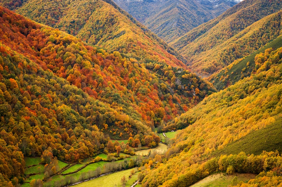 muniellos forest in autumn