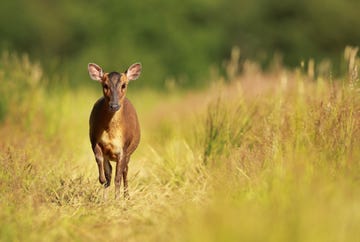 een muntjak in de natuur