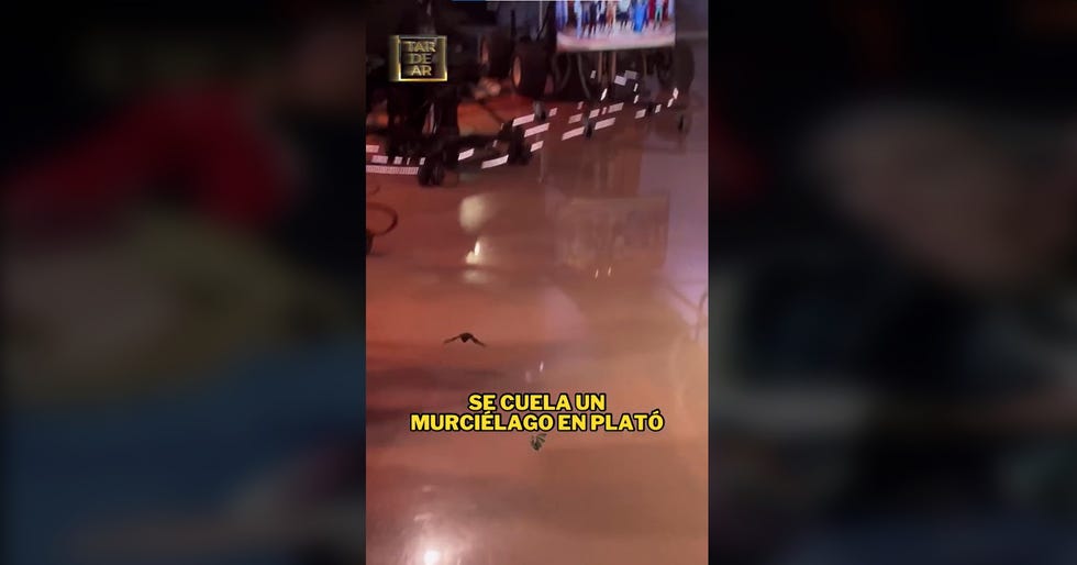 murcielago en tardear