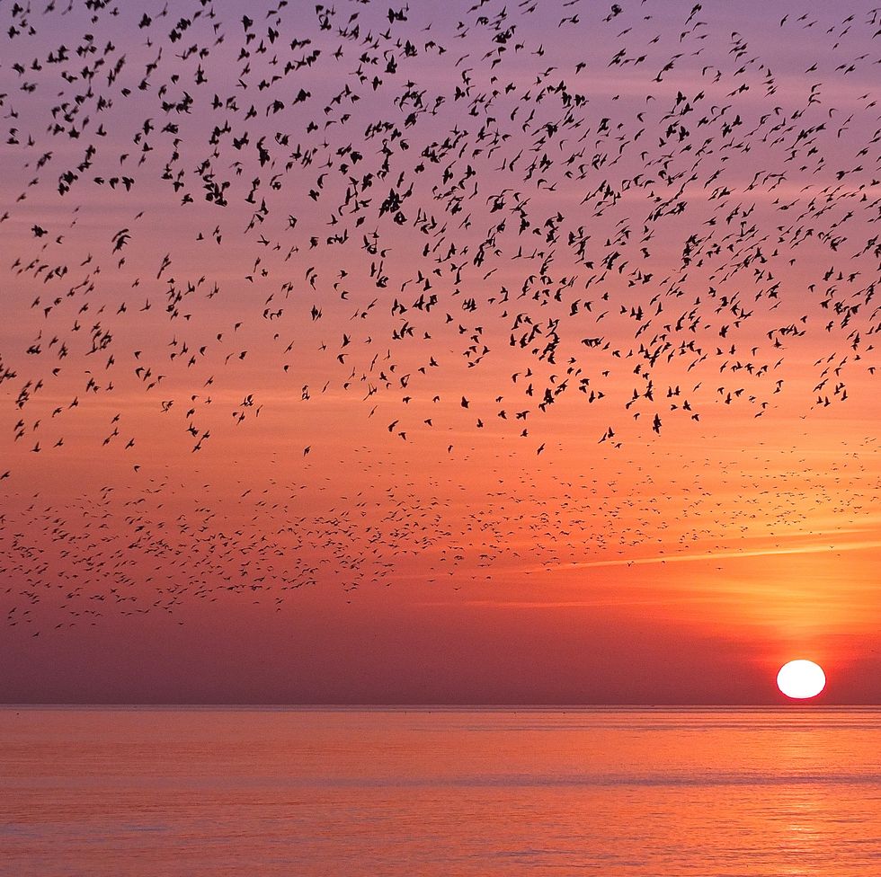 murmaration at sunset