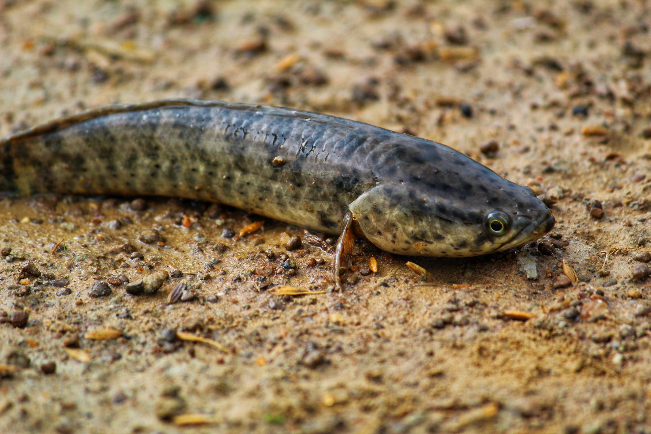 Officials Order People to Kill Aggressive Walking Snakehead Fish Species