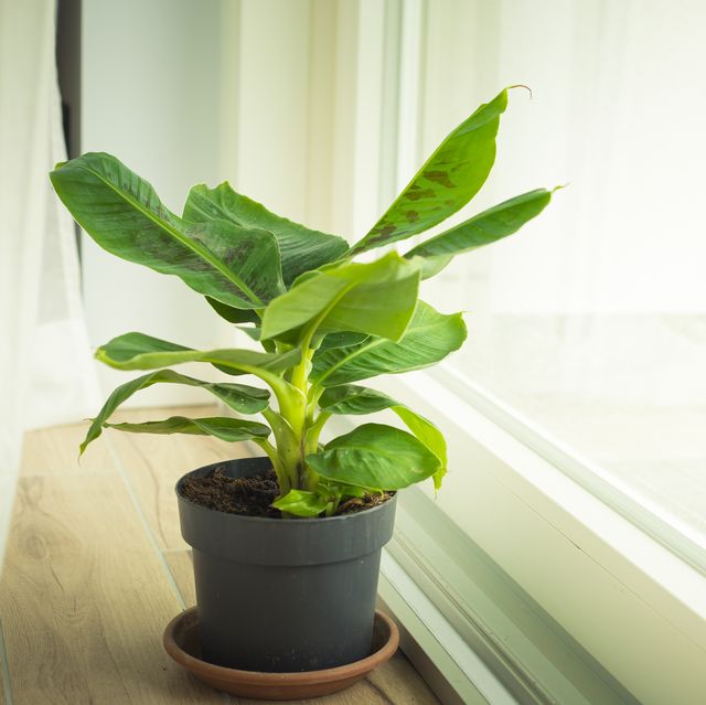 20 beautiful nontoxic houseplants safe for cats banana plant
