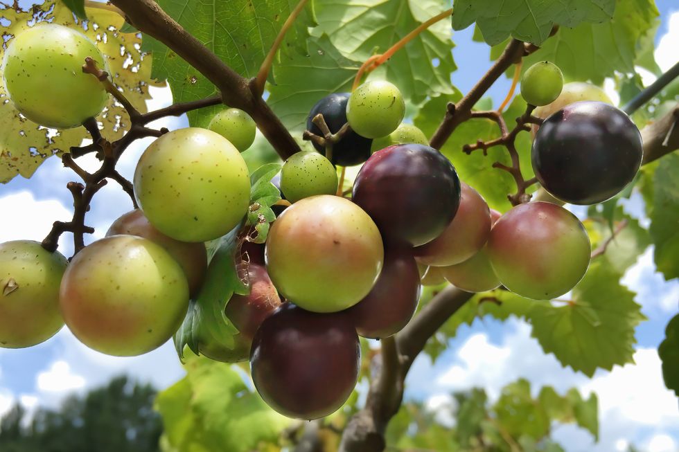 how to plant and grow grapes muscadines
