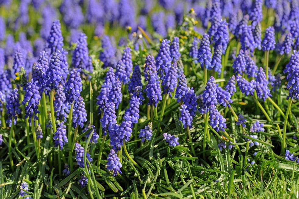 muscari armeniacum