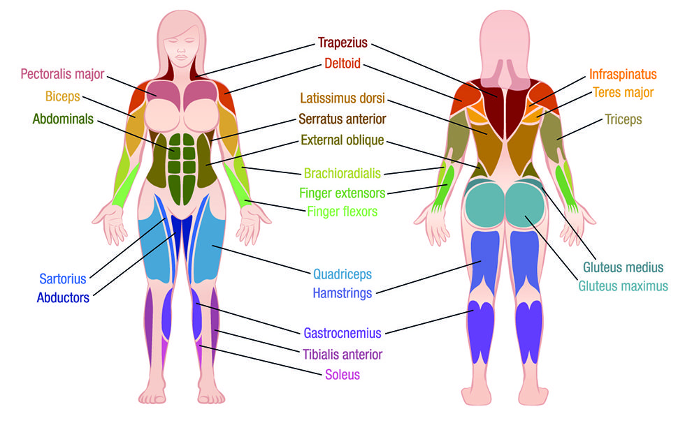 Joint, Shoulder, Human, Organ, Diagram, Muscle, Human body, Organism, Parallel, Graphic design, 
