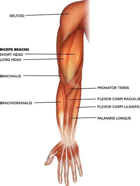 muscles of the hand and arm