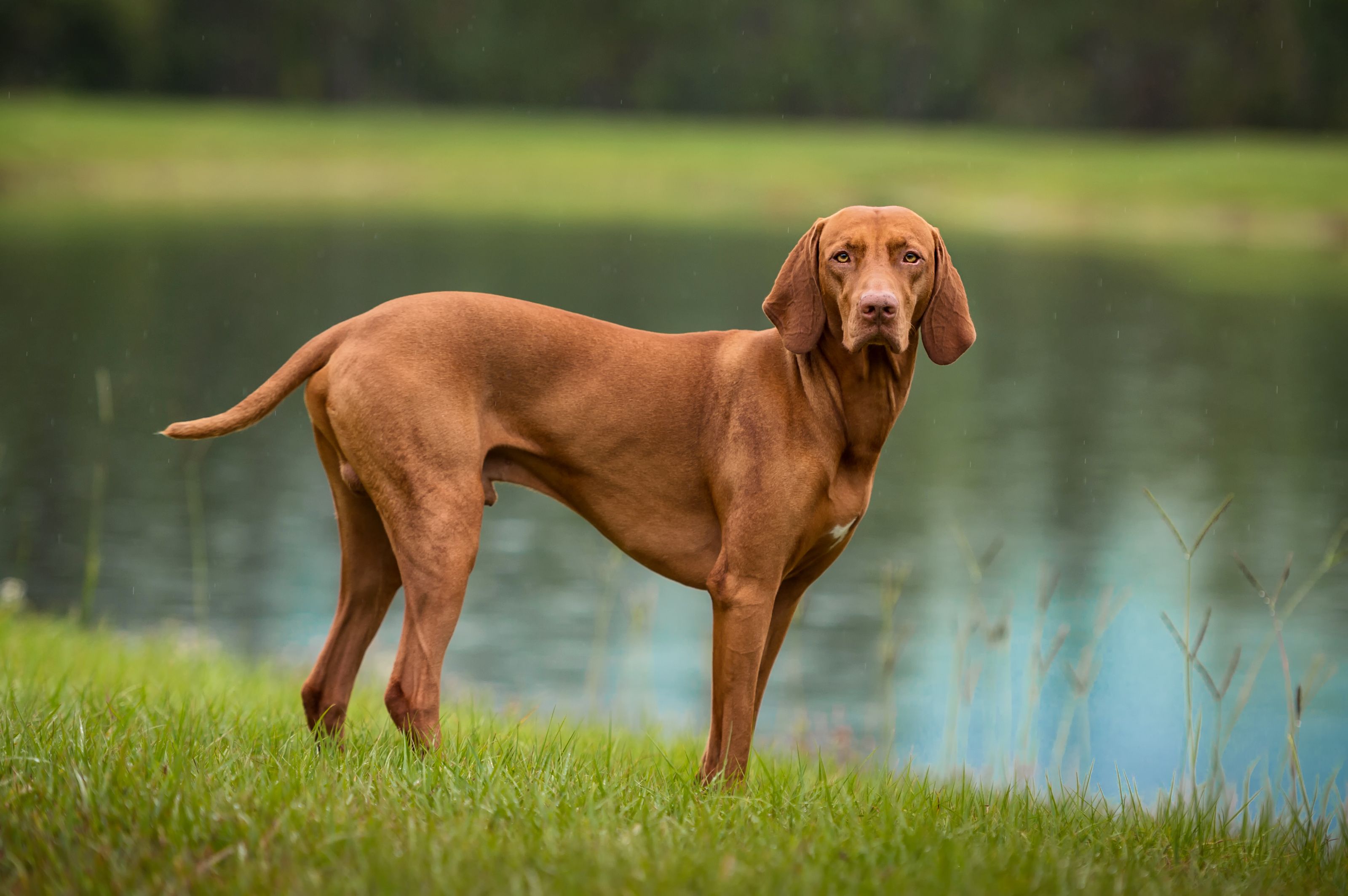 what color looks good on a brown dog