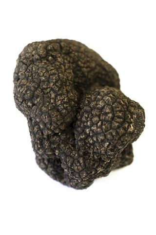 Mushroom black truffle - Rare and expensive vegetable
