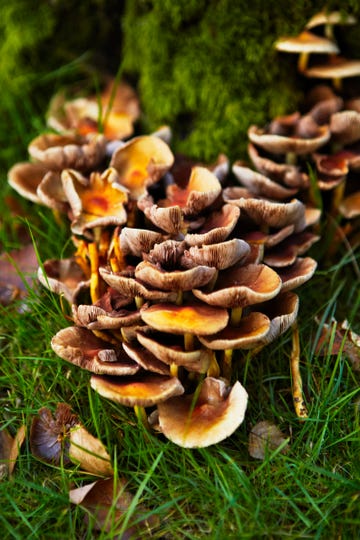 mushrooms growing in grassy woodland