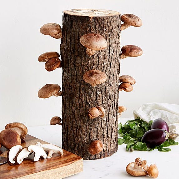 mushroom log grow kit mushroom log grow kit