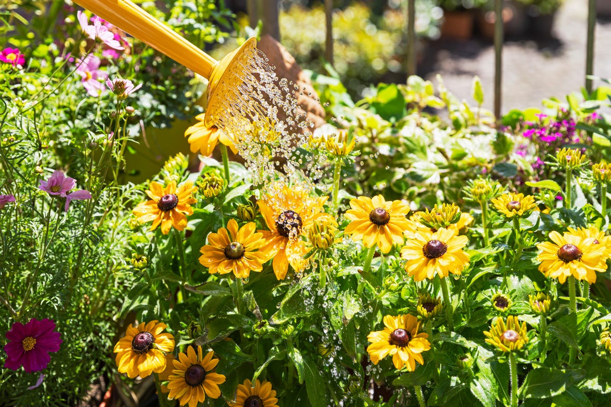 'Mushroom water' is the gardening hack that could save your plants during a heatwave