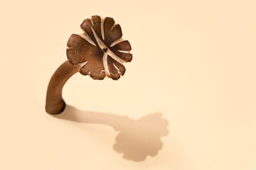 mushroom with shadow on a pastel beige background