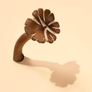 mushroom with shadow on a pastel beige background
