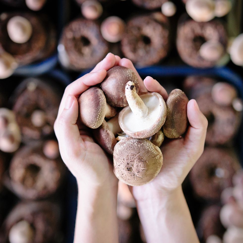 womens hands holding mushrooms