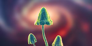 mushrooms growing in laboratory, conceptual illustration