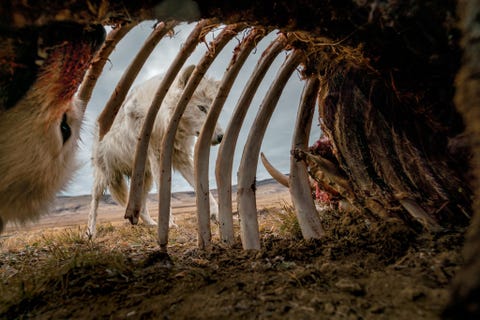 https://www.nationalgeographic.com/content/dam/magazine/rights-exempt/2019/09/arctic-wolves/muskox-carcass-arctic-wolves.jpg Wolven knagen aan de restanten van een muskusos Fotograaf Ronan Donovan plaatste een cameraval in het karkas om deze foto te kunnen maken De roedel kwam een maand lang af en toe terug om zich tegoed te doenUit Een kijkje in het moeilijke leven van poolwolven augustus 2019