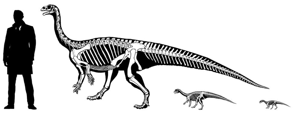 Een net uit het ei gekropen dinosaurus Mussaurus patagonicus liep op vier poten Maar naarmate de dinosaurus groter werd verschoof het zwaartepunt van het dier en ging het zich op twee poten voortbewegen