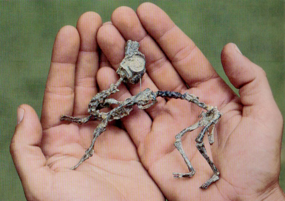Een pasgeboren Mussaurus patagonicus was zo klein dat hij in een mensenhand had gepast