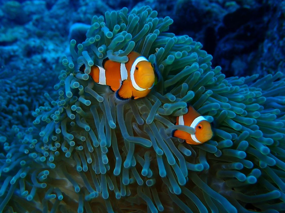 a couple of clown fish swimming in an aquarium
