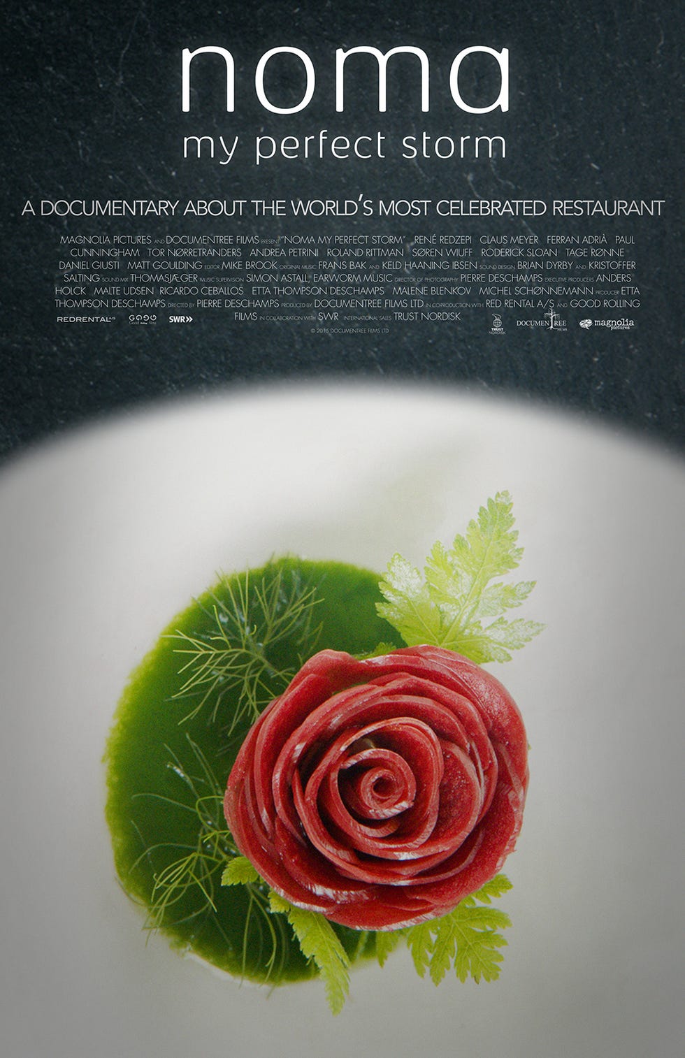 Rose, Plant, Rose family, Illustration, Flower, Rose order, Graphic design, 