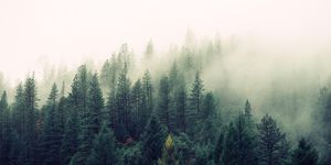 shortleaf black spruce, Tree, Mist, Nature, Atmospheric phenomenon, Spruce-fir forest, Tropical and subtropical coniferous forests, Forest, Fog, Sky, 
