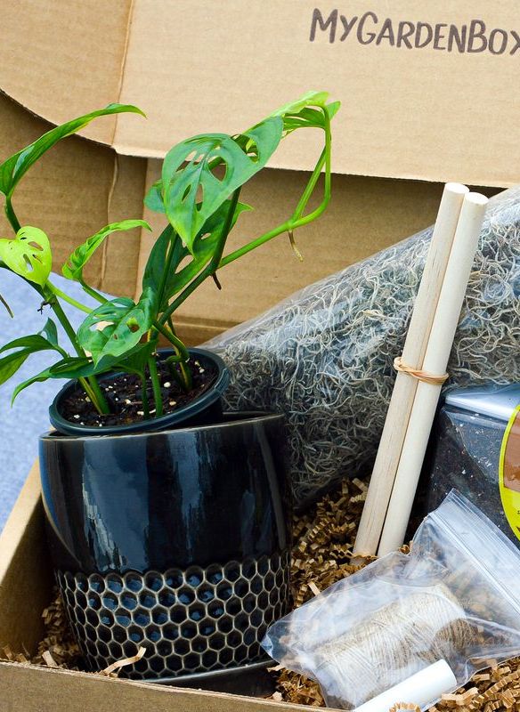 11 Best Subscription Plant Boxes - House Plant Gifts
