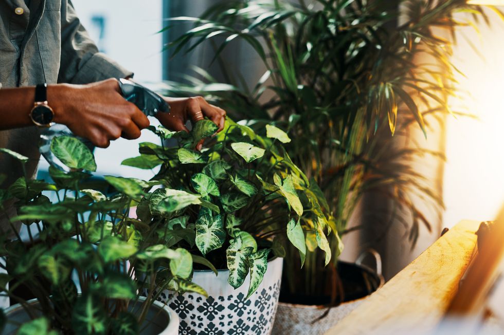 my goal is to keep my plants in perfect health