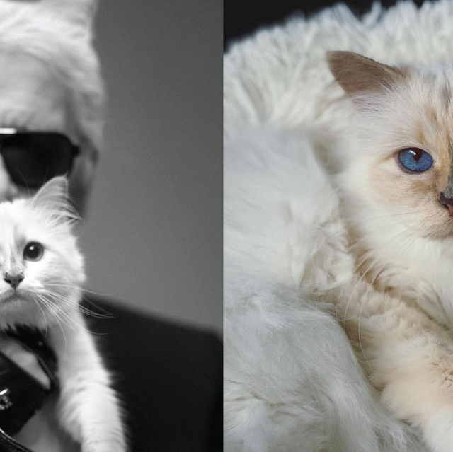 老佛爺不只是chanel、fendi創意總監！「時尚貓奴」卡爾拉格斐karl lagerfeld的奢華寵貓之道