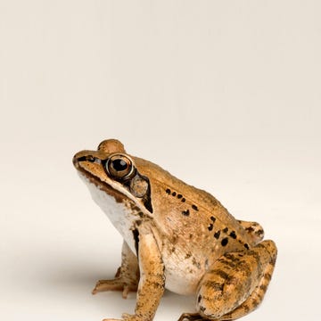departments-10.2022-BI-Wood Frogs Boskikkers kunnen verschillende kleuren groen grijs rood en bruin zijn waarbij de kleuren van de vrouwtjes feller zijn dan die van de mannetjes Wel hebben alle kikkers van deze soort de kenmerkende maskerachtige zwarte tekening rond de ogen Deze boskikker werd gefotografeerd in het National Aquarium in Baltimore