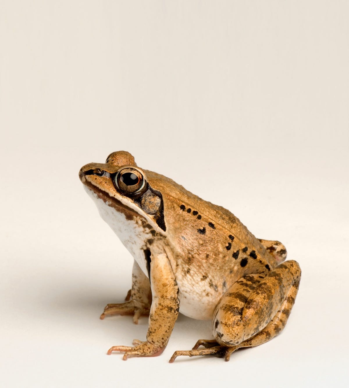 Boskikkers kunnen verschillende kleuren groen grijs rood en bruin zijn waarbij de kleuren van de vrouwtjes feller zijn dan die van de mannetjes Wel hebben alle kikkers van deze soort de kenmerkende maskerachtige zwarte tekening rond de ogen Deze boskikker werd gefotografeerd in het National Aquarium in Baltimore