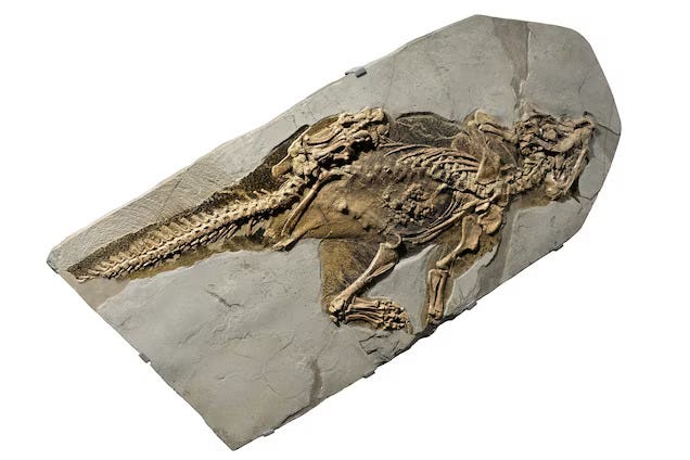deze dinosaurus had een navel