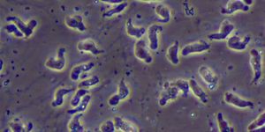 naegleria fowleri, brain eating amoeba