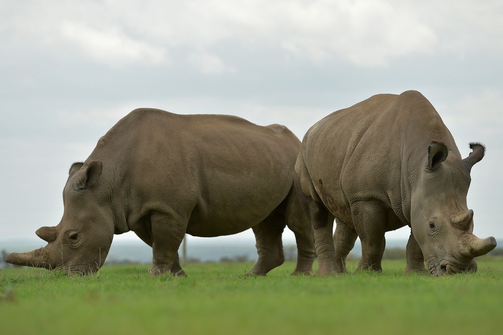 northern white rhinos