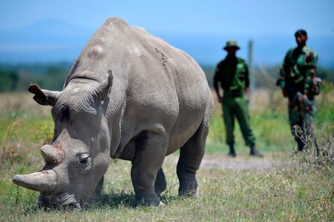 kenya conservation animal rhino