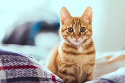 12 Names For an Orange Cat — Best Orange Cat Names