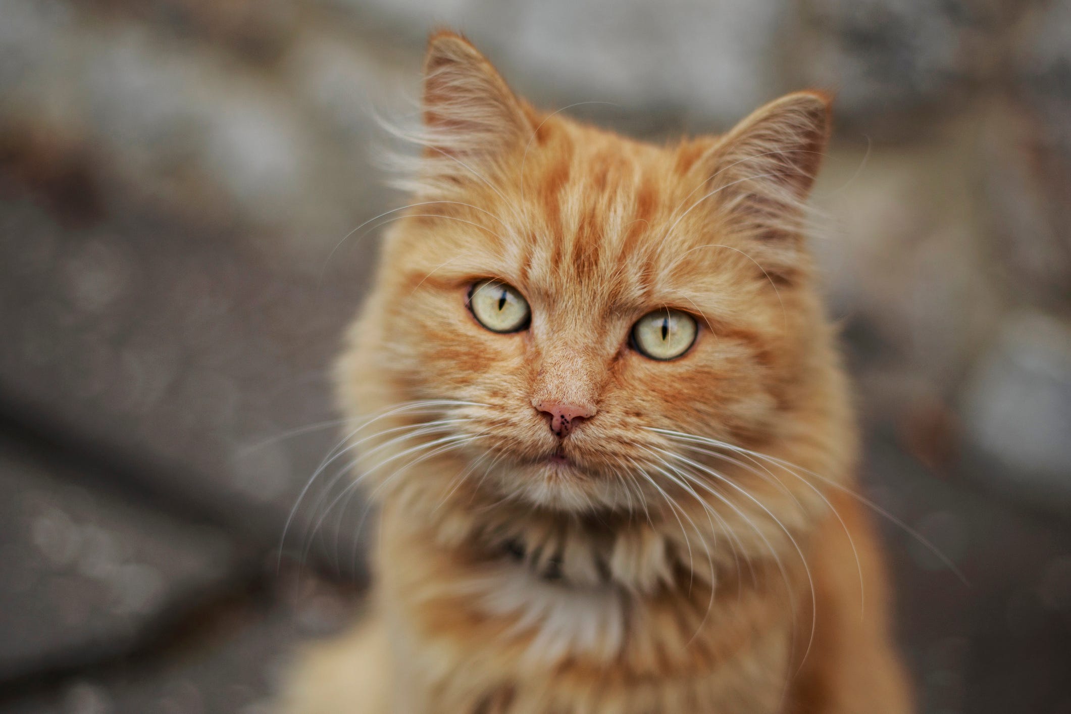 12 Names For an Orange Cat — Best Orange Cat Names