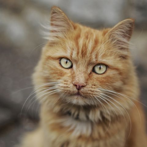 12 Names For an Orange Cat — Best Orange Cat Names