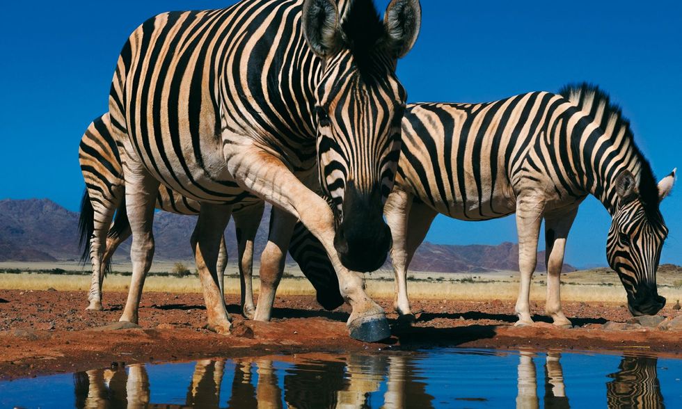 Zebras bij een waterplats in het reservaat