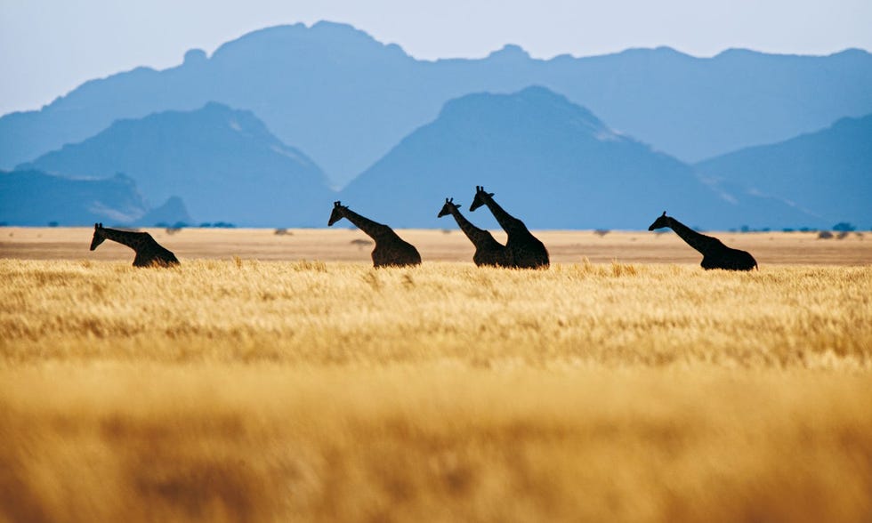 Sinds 2003 zijn er weer giraffen in Namibrand De dieren die werden uitgezet waren al gewend aan de droogte In 2006 werd het eerste giraffenjong geboren