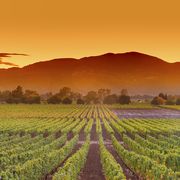 napa valley california wine country vineyard field harvest for winery