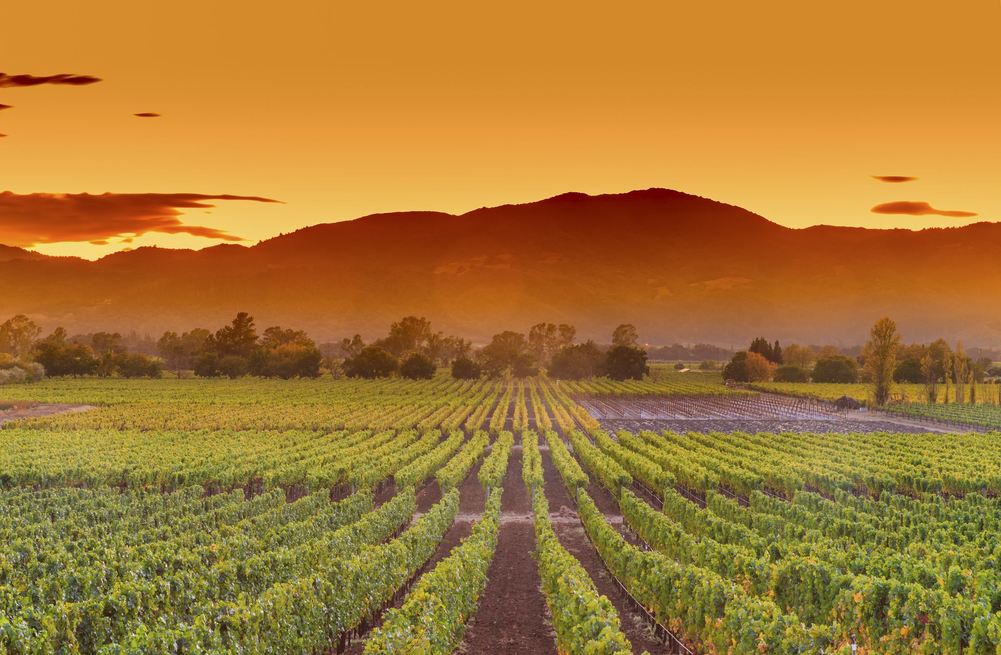 Travel Guide: Napa Valley Vacation + Trip Ideas