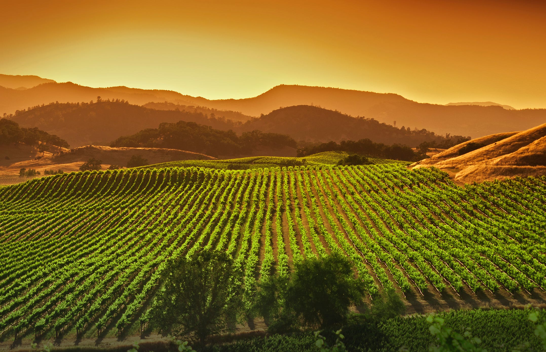 napa valley vineyard