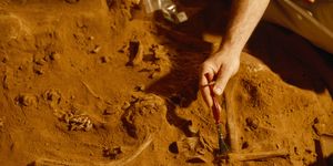 naracoorte caves, south australia an archeologist brushes soil from fossils at an excavation site
