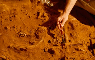 naracoorte caves, south australia an archeologist brushes soil from fossils at an excavation site