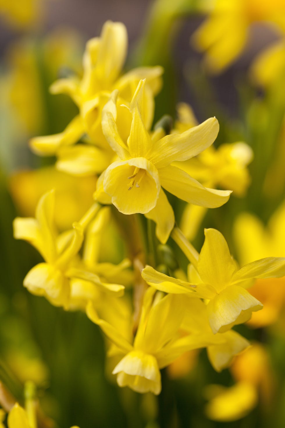 narcissus hawera