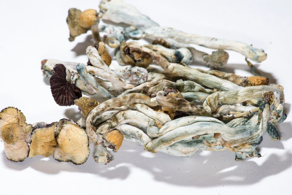 narcotic fungus, dry narcotic substances