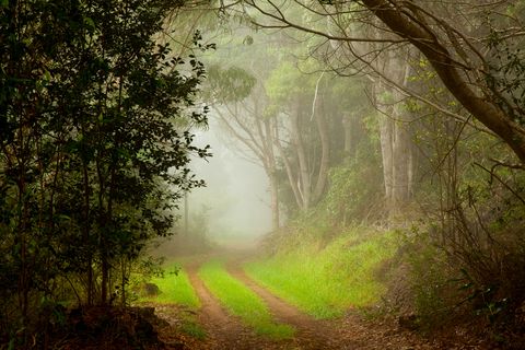 spooky urban legends   narrow foggy country dirt road